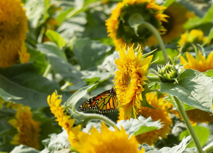 A butterfly rests on a sunflower at Rendlemans Orchard in Alto Pass on Sept. 12. Rendlemans offers flower fields to walk through, goats and chickens to pet and apples for sale through the fall season. 