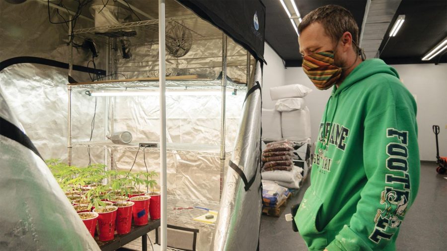 Jacob Bucknam, the owner of Soil Grown, tends to CBD plants inside a tented greenhouse Saturday, Nov. 14, 2020, in Carbondale, Ill. “We grow and harvest and sell our own CBD flowers. This is just one of the beginning phases of it. We’ve had the place since February but COVID
affected us pretty hard as far as getting the doors open. We didn’t really open the doors until July and ya know we’re just now starting to see an uptick in sales as people are finding out we’re here,” Bucknam said.