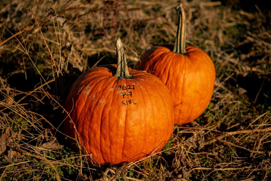 Marked pumpkins at the Horticulture Farm on Monday, Nov. 8, 2021.  