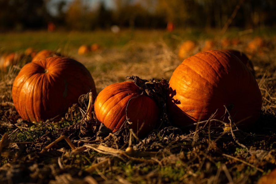 A few pumpkins sit by at the Horticulture Farm on Monday, Nov. 8, 2021. SIU professor, Alan Walters, is researching how to get pumpkins to grow bigger in hotter climates. Many of the pumpkins in the field will are part of the research process. 