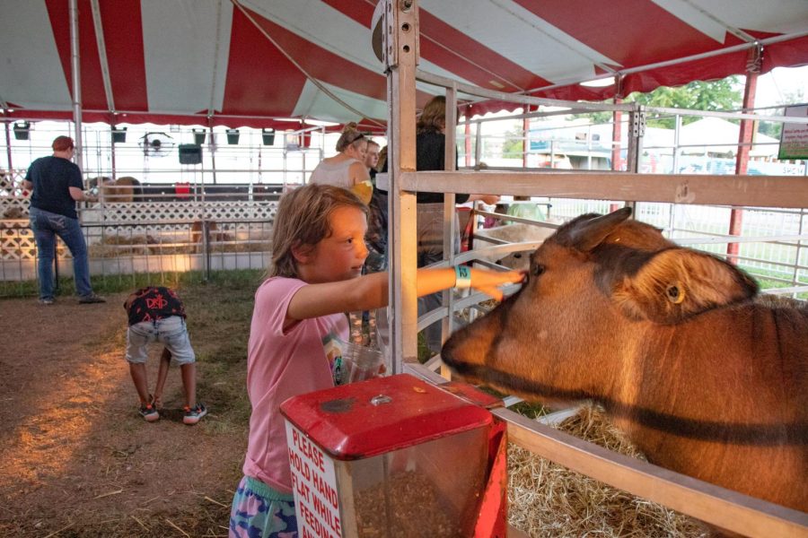 Savannah Little pets a cow at the Du Quoin State Fair petting zoo Aug. 27, 2022 in Du Quoin, Ill. 
