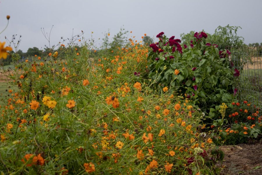 Flowers grow rapidly under the midday rain shower Sept. 10, 2022 at Echo Valley Farm in Carbondale, Ill.