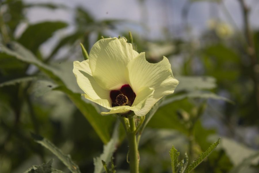 An okra flower blooms to greet the arrival of its produce Sept. 10, 2022 at Red Hen Garden in Carbondale, Ill.