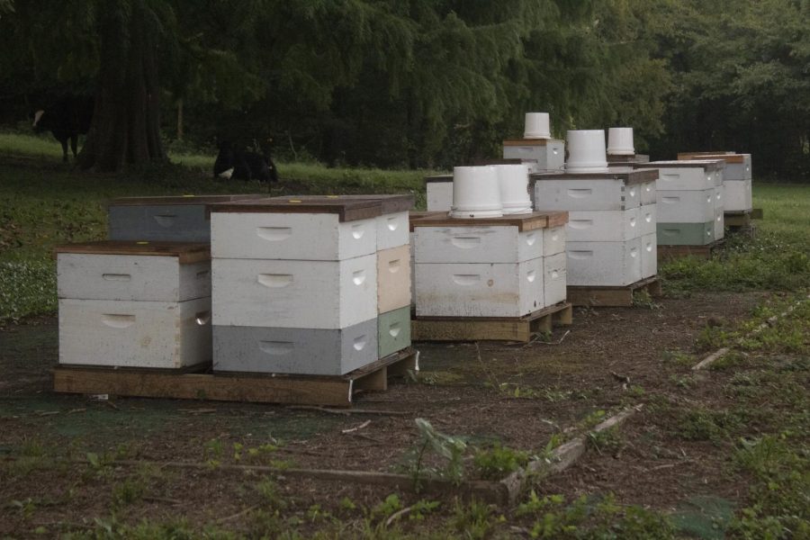 All of the bees work hard to fulfill their job whether it is rain or shine Sept. 10, 2022 Angie’s Farm in Pomona, Ill.