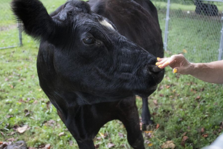 A 26 year-old cow known as Sugar, greets guests as they arrive Sept. 10, 2022 at Angie’s Farm  in Pomona, Ill.