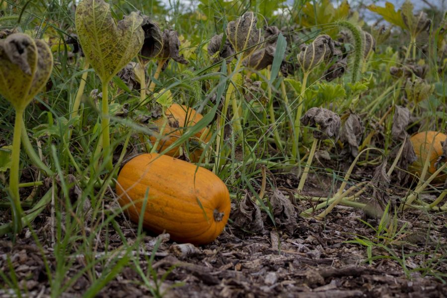 A Pumpkin grows slowly but steadily Sept. 10, 2022at Mulberry Hill Farms in Carbondale, Ill.