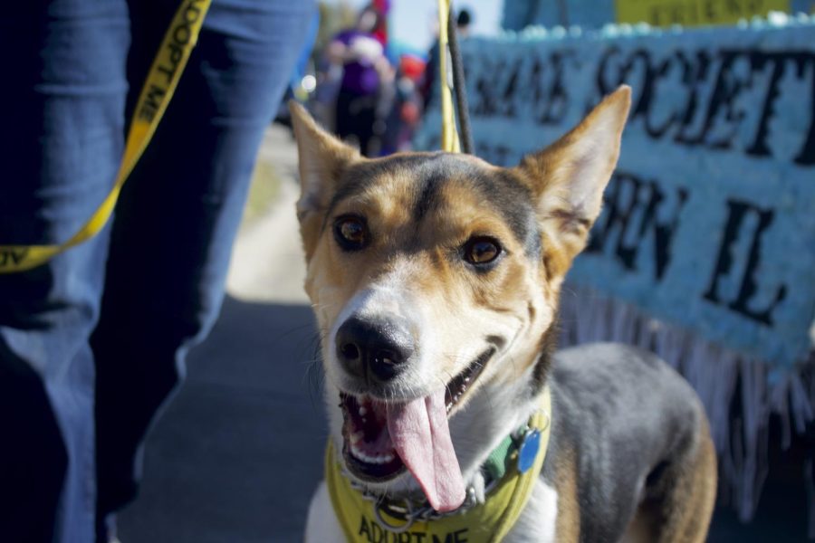 Katie Phillips walks an adoptable dog for the Humane Society of Southern Illinois Oct. 15, 2022 at the Homecoming Parade in Carbondale, Ill. “This is Forest. He has been with our shelter for over 100 days and loves to get out and play,” Phillips said.