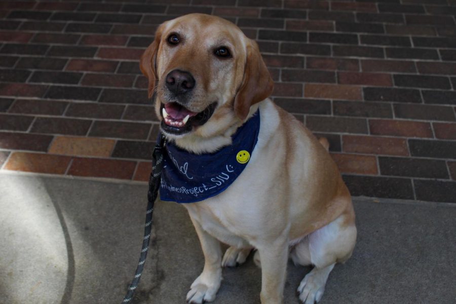 PRSSA mascot Brody sits for a photo Oct. 17, 2022 outside Faner Breezeway in Carbondale, Ill.
