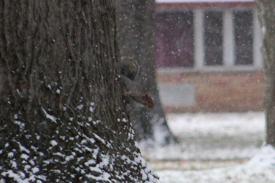 Carbondale wildlife experiences the first snowfall of the season