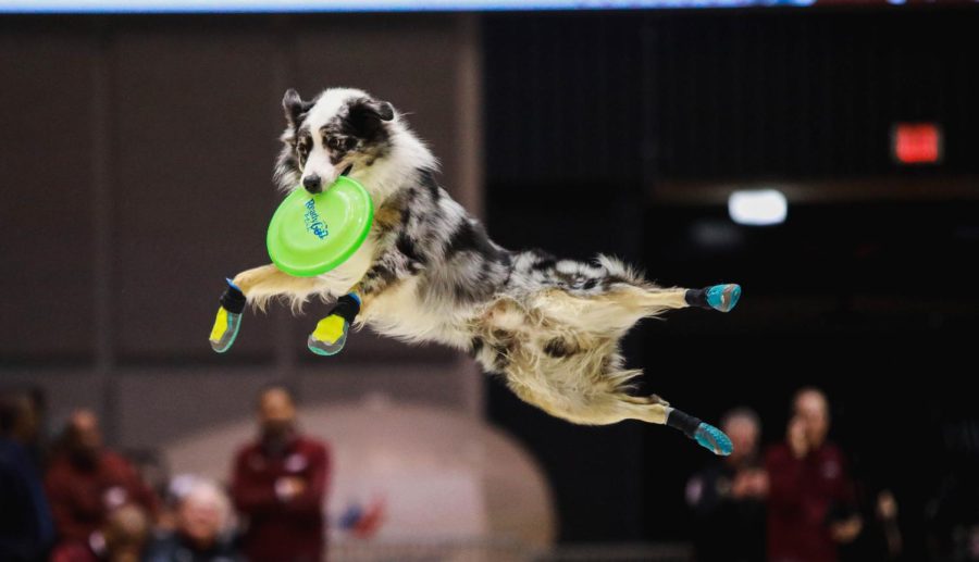 Bombay the Australian shepherd catches a frisbee mid air during the halftime performance by Ready Go Dog Show Dec. 7, 2022 at the Banterra Center in Carbondale, Ill.