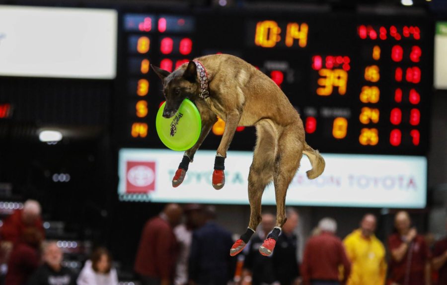 Vino the Belgian Malinois catches a frisbee mid air during the halftime performance of Ready Go Dog Show Dec. 7, 2022 at the Banterra Center in Carbondale, Ill.