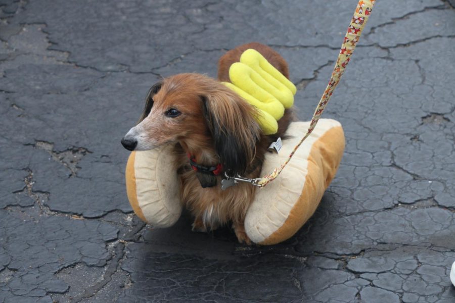 Gustav, winner of the Funniest/Silliest dog costume in the parade, stands dressed as a hot dog during the Howl-o-Ween event Oct. 29, 2022 at Murdale Shopping Center in Carbondale, Ill. 
