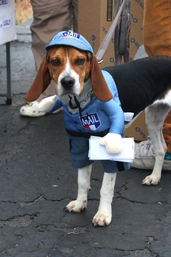 A dog stand dressed as a mailman during the Howl-o-Ween Oct. 29, 2022 at Murdale Shopping Center in Carbondale, Ill. 
