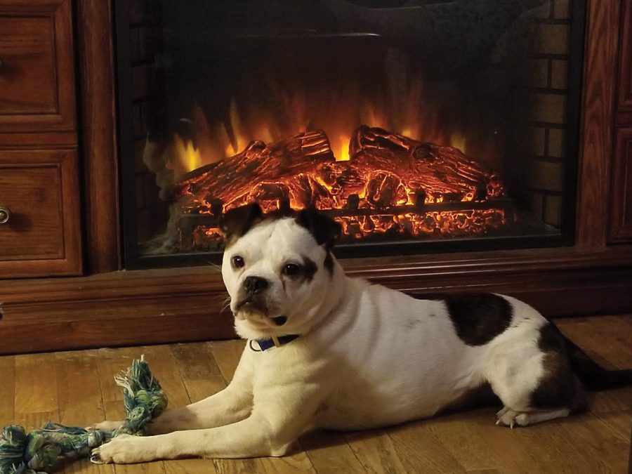 Rufus Loos showing off his rippling muscles while lounging in front of the fireplace at home Oct. 22, 2018 in Pinckneyville, Ill.