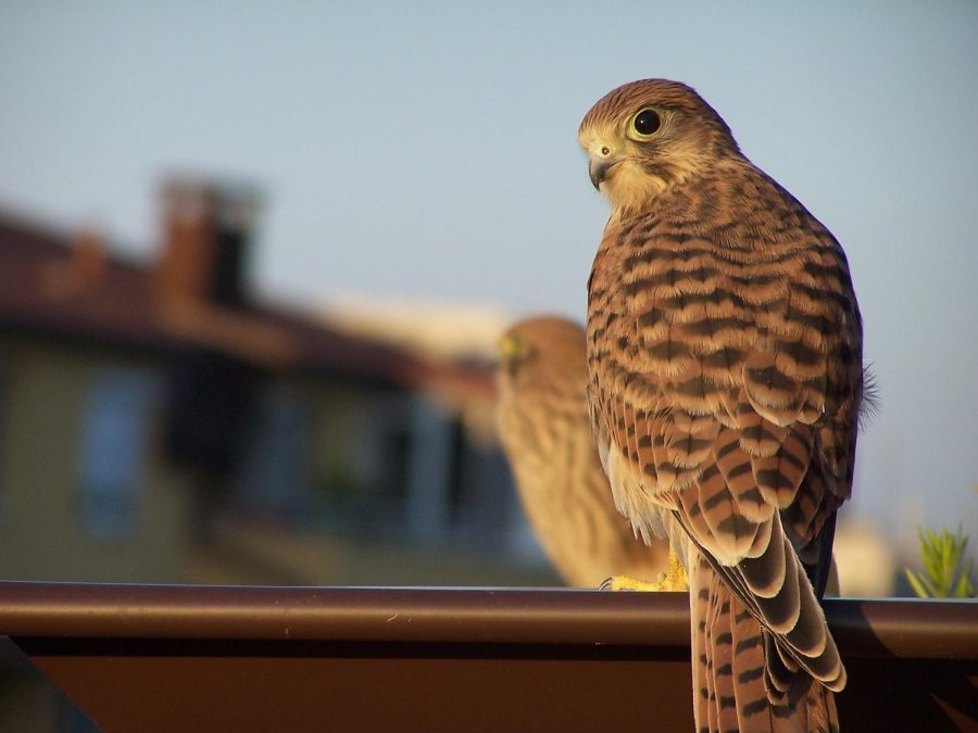 SIU engineering students invent new tool for kestrel conservation