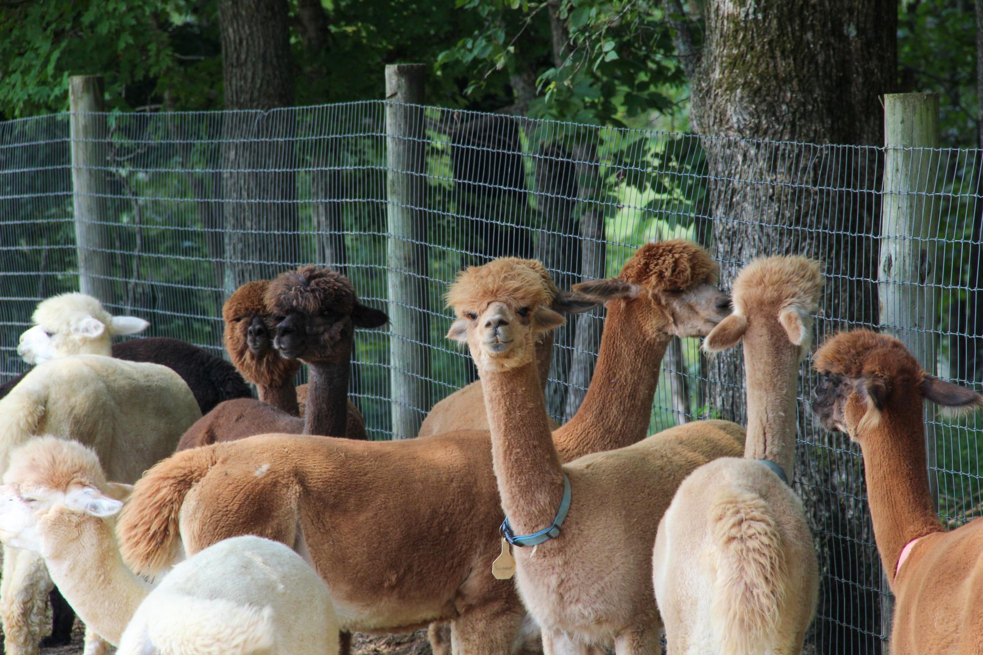 Several alpacas hang out near the fence at Rolling Oak Alpaca Ranch September, 8 2023 in Makanda, Ill. 
