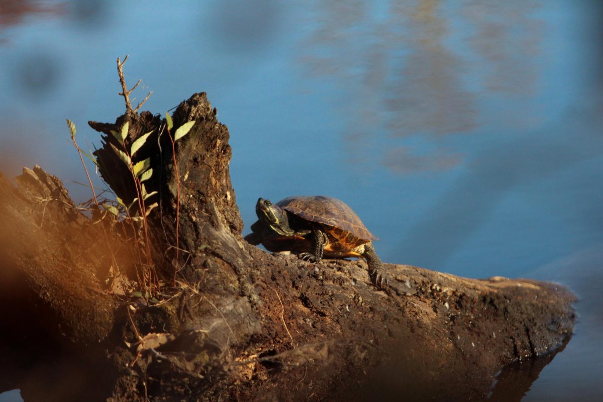 A turtle bathes in the sun on a log on a warm fall day Nov. 15, 2023 at the Campus Lake at SIU in Carbondale, Illinois.