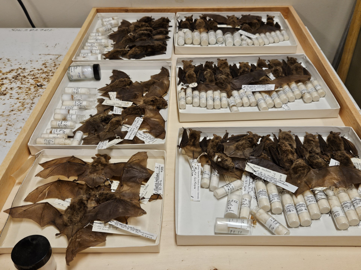 A drawer full of bat specimens sits on a table top at SIUs mammal museum.