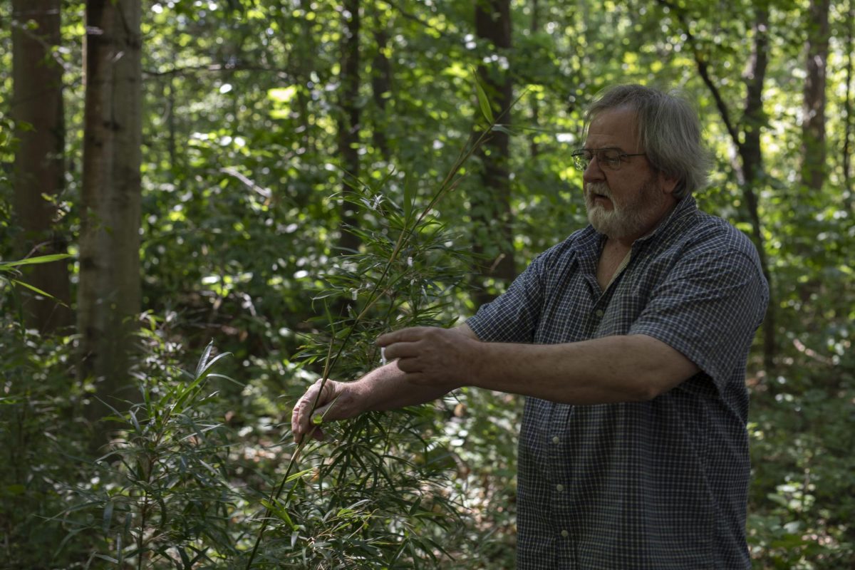 Forestry Professor Jim Zaczek holds a Giant Cane bamboo plant growing inside Thompson Woods Aug. 20, 2024 in Carbondale, Illinois.
lgibbs@dailyegyptian.com