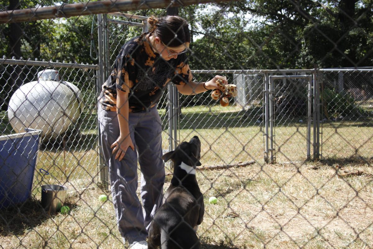 Humane Society of Southern Illinois employee Kailey Hall plays with Daphne, a pitbull terrier who is currently up for adoption Aug. 30, 2024 at the Humane Society of Southern Illinois in Murphysboro, Illinois. @libbyphelpsphotography