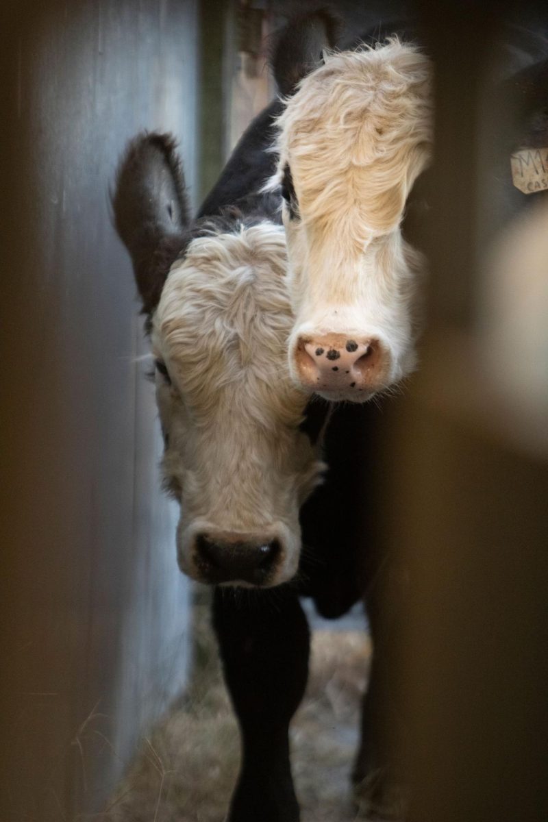 Bulls walk down a corridor to be tagged Oct. 24, 2024 for the bull test at the agricultural sciences department in Carbondale, Illinois.