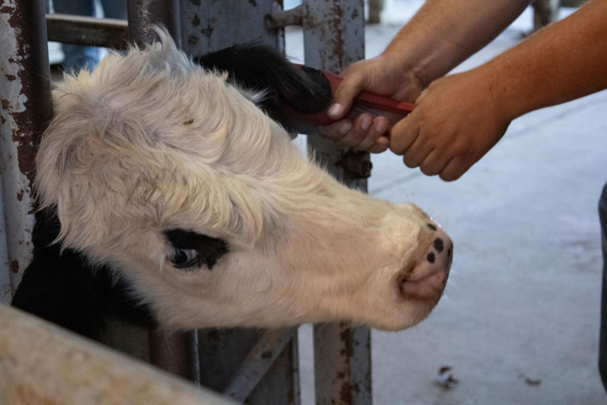 Ryder Flener tags one of the six bulls Oct. 24, 2024 for the bull test at the agricultural sciences department in Carbondale, Illinois.