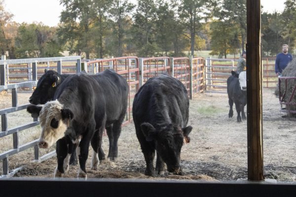 Ryder Flener and Chris Vick walk in the pen with the new bulls after being tagged Oct.
24, 2024 for the bull test at the agricultural sciences department in Carbondale, Illinois.