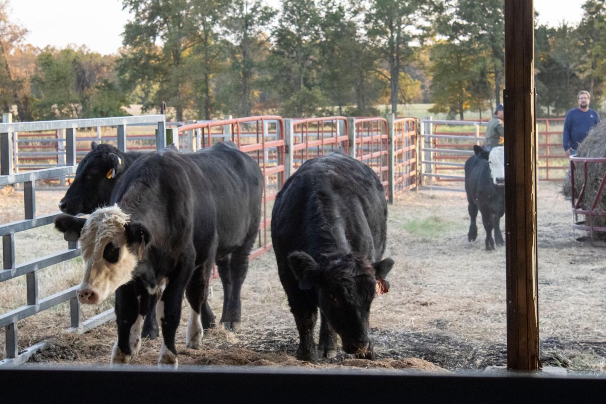 Ryder Flener and Chris Vick walk in the pen with the new bulls after being tagged Oct. 24, 2024 for the bull test at the agricultural sciences department in Carbondale, Illinois.