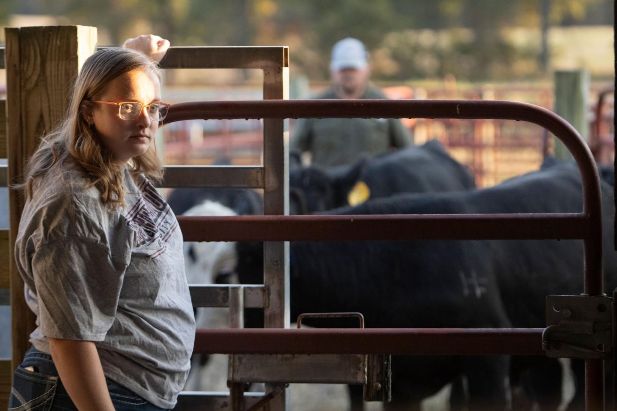 Lieke Gielingh, a student worker, opens the gate to let bulls in to be tagged Oct. 24, 2024 for the bull test at the agricultural sciences department in Carbondale, Illinois.