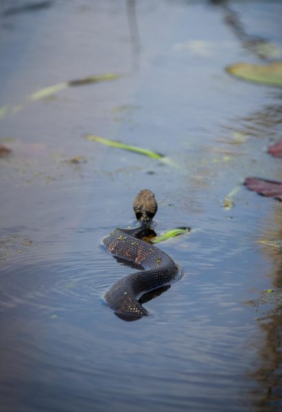 A cottonmouth is seen swimming March 22, 2026 away from the shore of the swamps that surround Snake Road in Union County, Illinois.