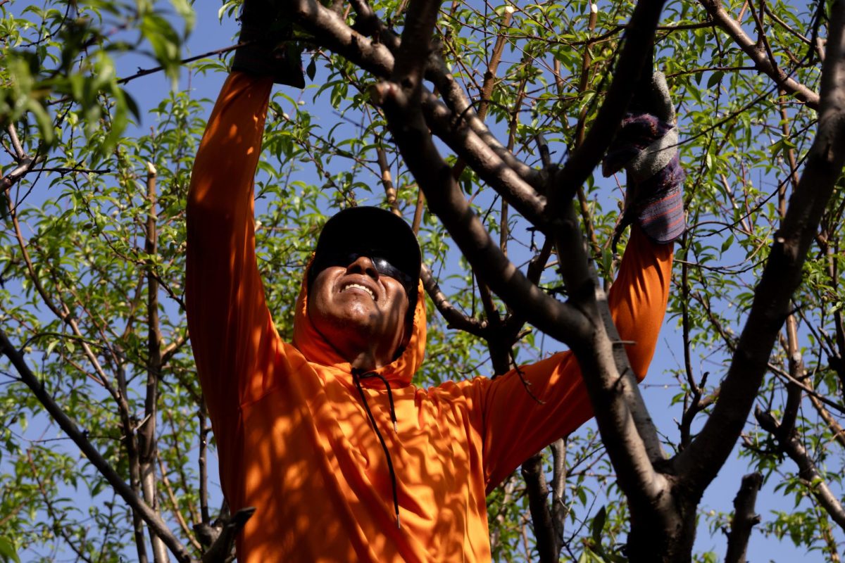 Ricardo de la Cruz prunes apple trees at Mileur Orchard April 11, 2026 in Murphysboro, Illinois.