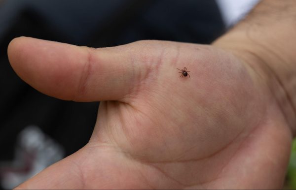 A lone star tick crawls on Southern Illinois University Zoology Professor Agustín Jiménez April 13, 2026 in Thompson Woods in Carbondale, Illinois.